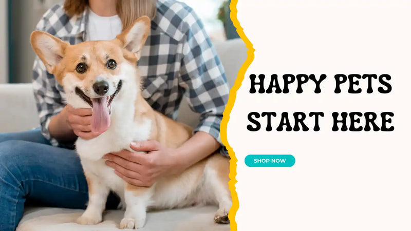 A happy Corgi dog with a person.